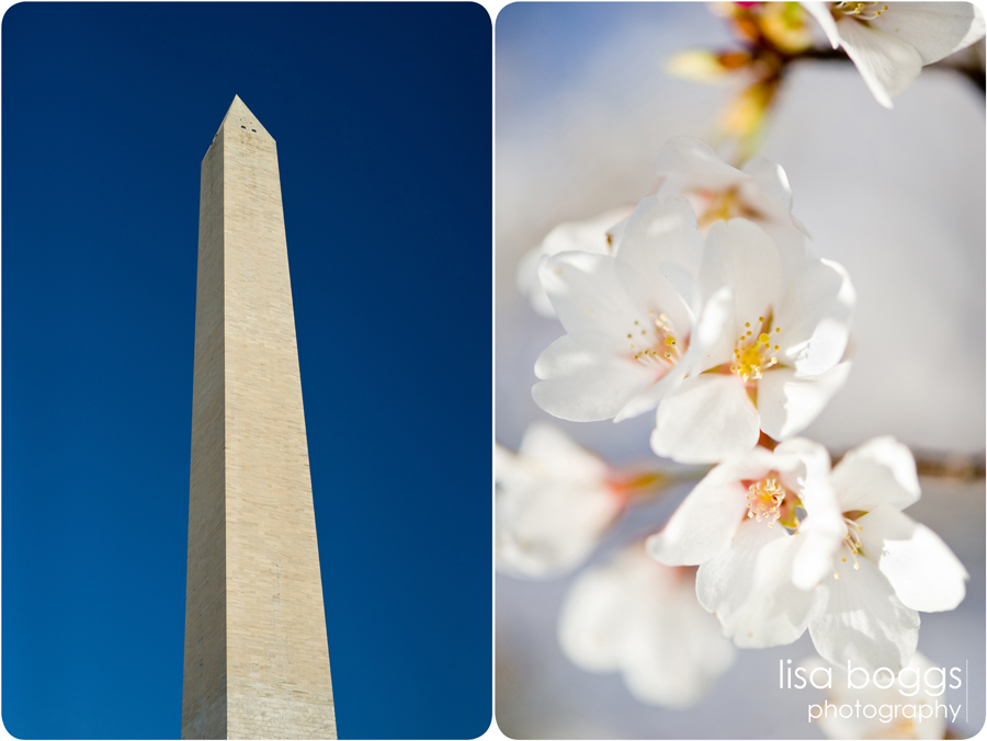 jipsons_family_dc_cherry_blossoms_photography_01.jpg