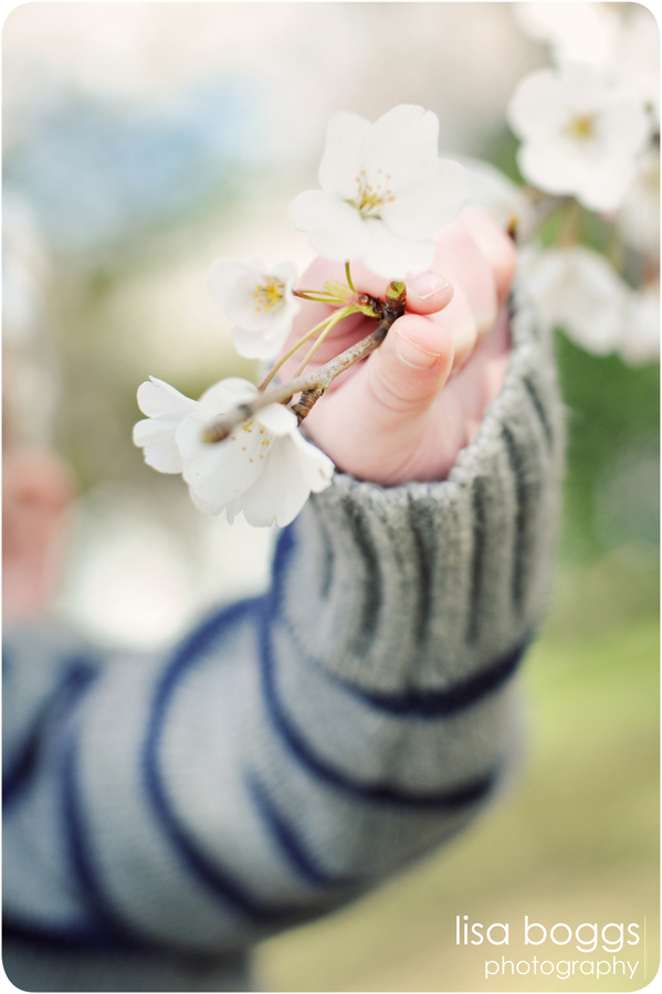 jipsons_family_dc_cherry_blossoms_photography_15.jpg