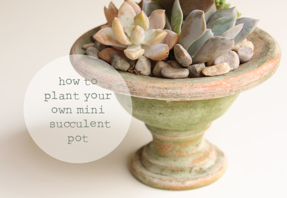 How to Plant your Own Mini Succulent Pot