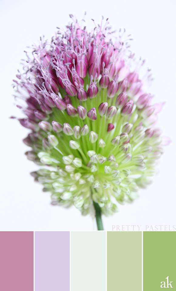 an allium-inspired color palette // pastel, purple, lavender, green, allium sphaerocephalon