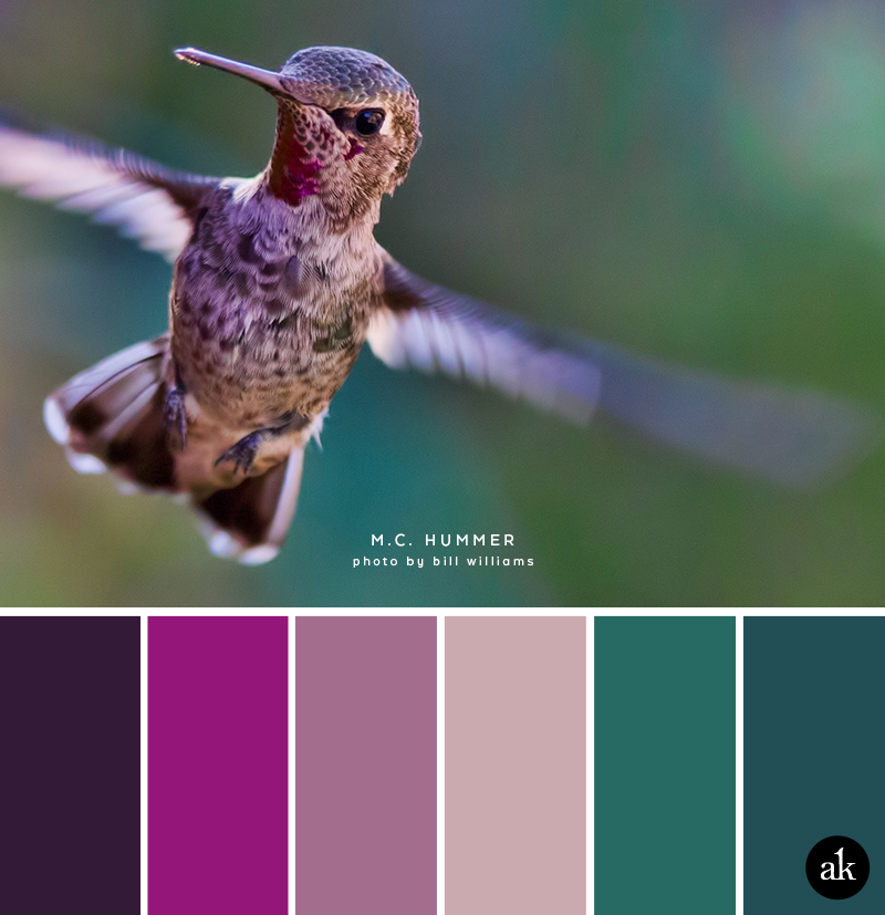 a hummingbird-inspired color palette — Creative brands for creative