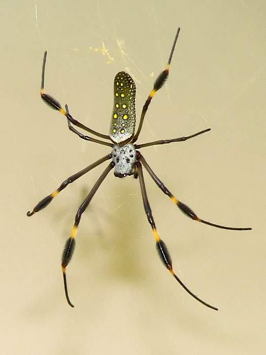 Garden Spiders Australian Wildlife Brisbane Workplace