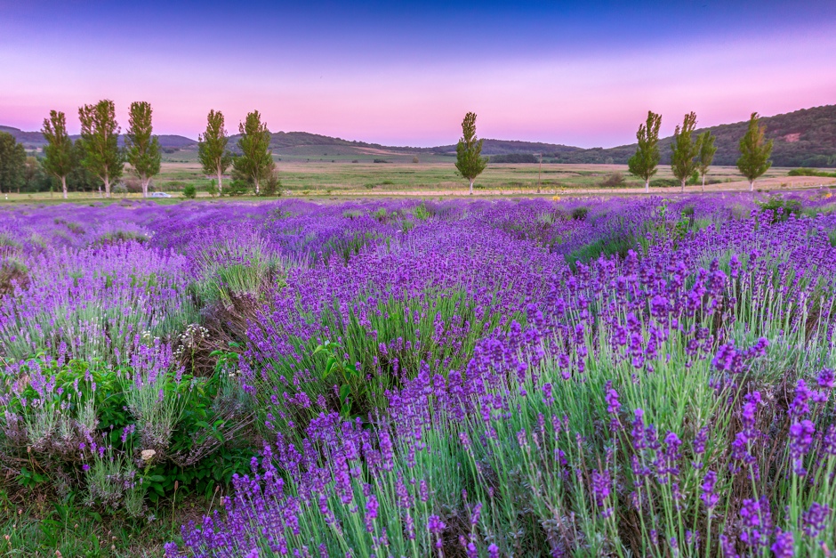 Sunset over a summer lavender field in Tihany, Hungary© Kavita