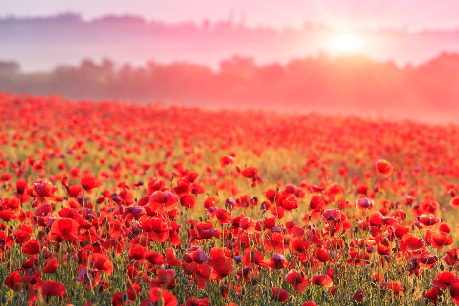 red poppy field in morning mist© Pavel Klimenko