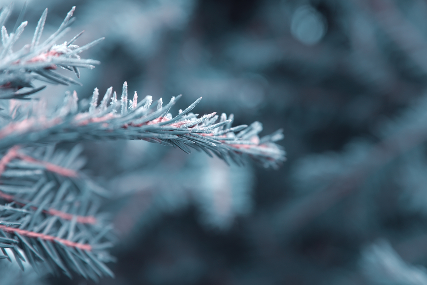 winter nature background,spruce twig in hoarfrost