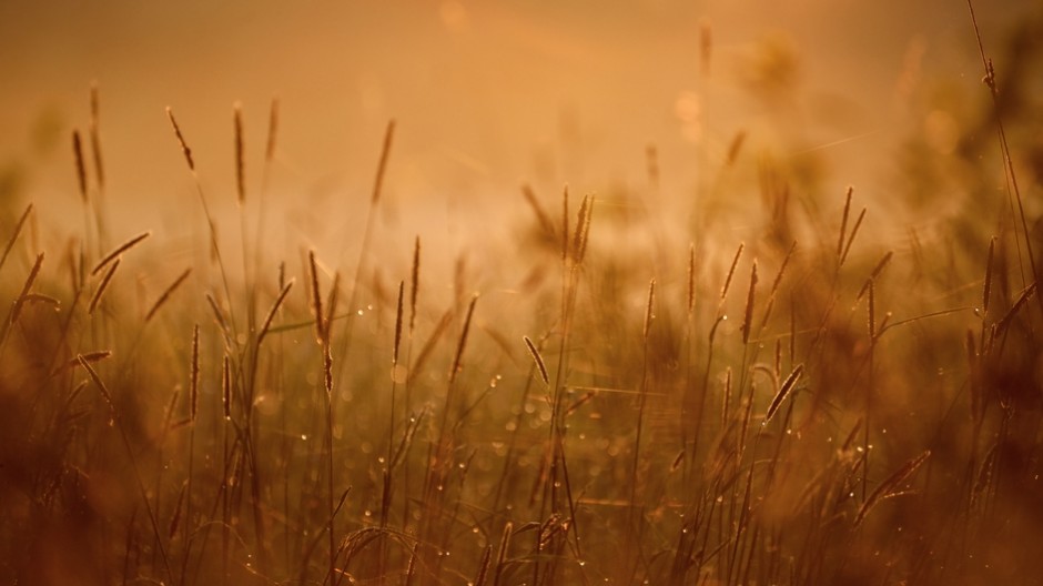 grass in the morning fog abstractly blured background. Shallow depth of field
