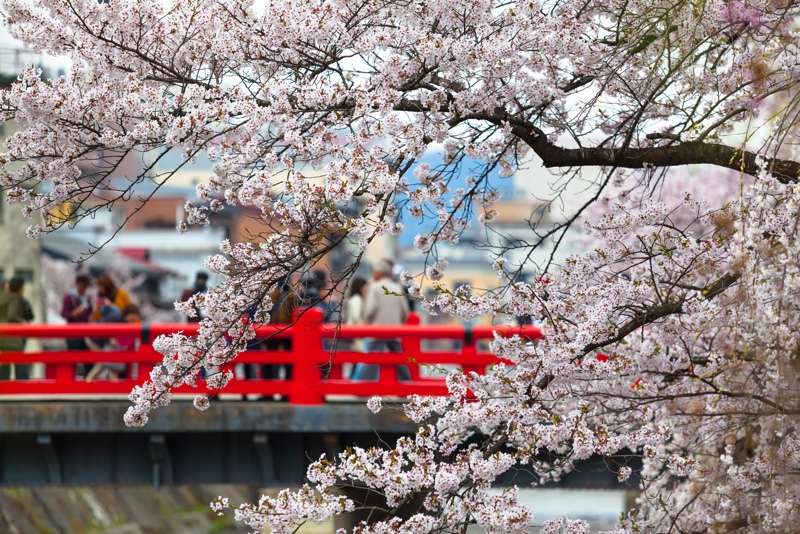 Sakura Season Trip