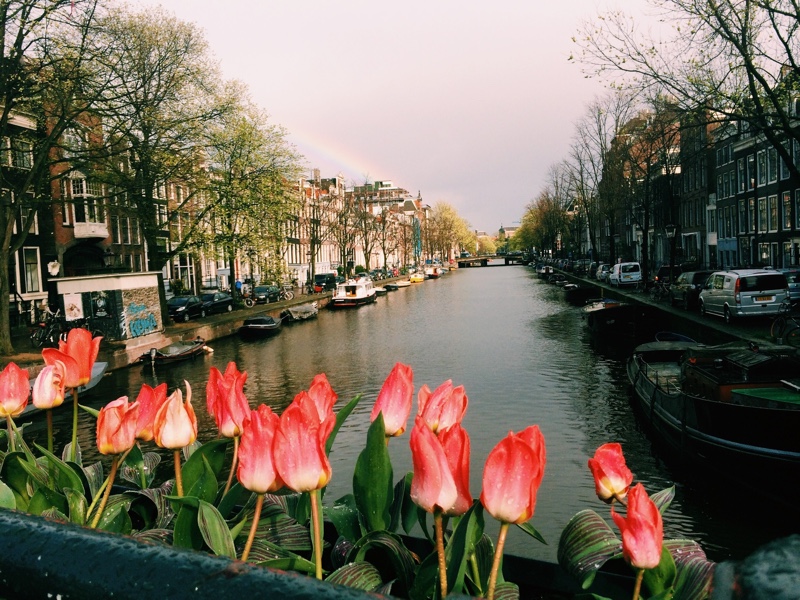 tulips and canal in amsterdam