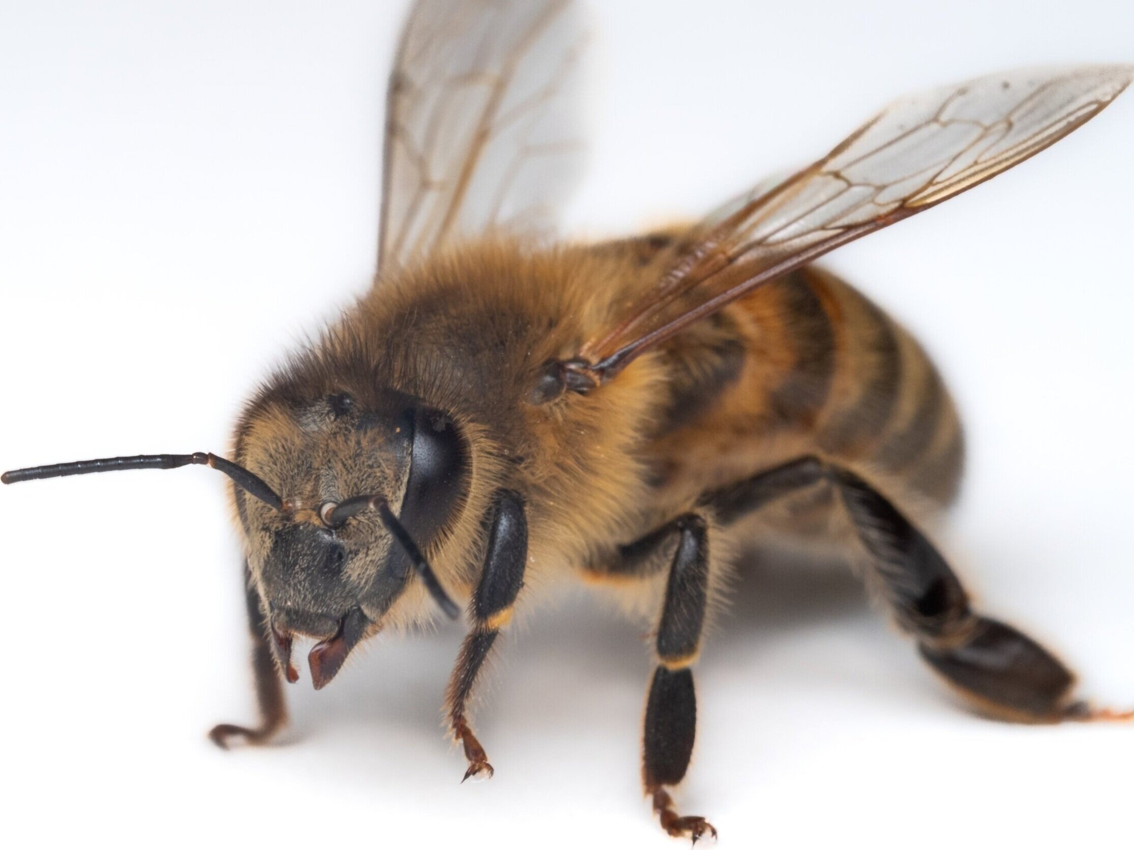 Bee Spotlight: Honey Bee Worker — Bee & Bloom