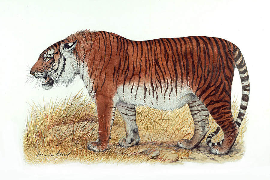 Did you know there used to be a Desert Tiger that became extinct? — Simply  Pets - Official Site