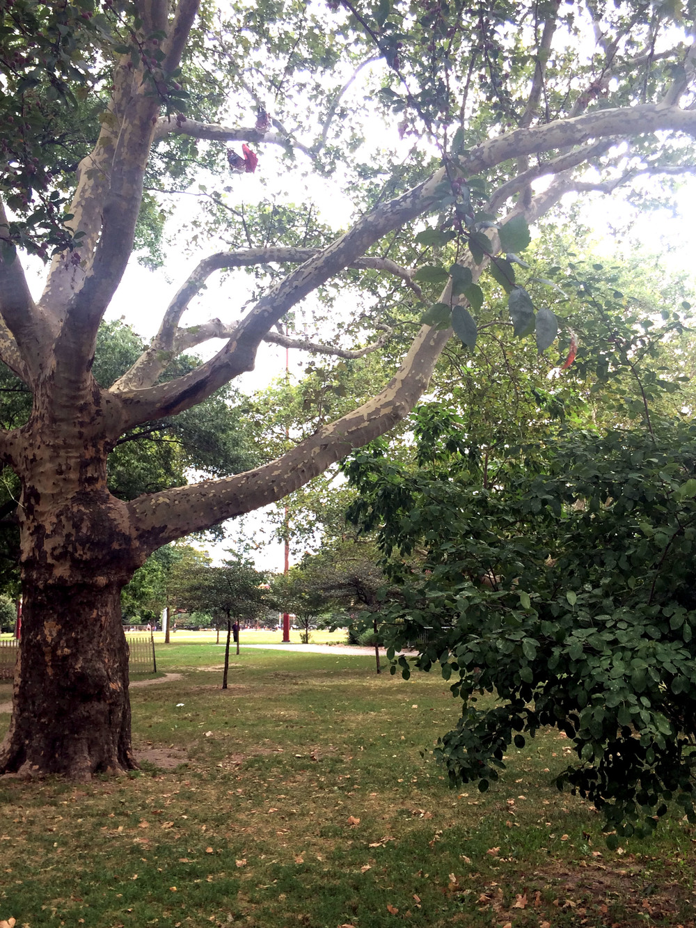 A London Plane Tree growing in McCarren Park