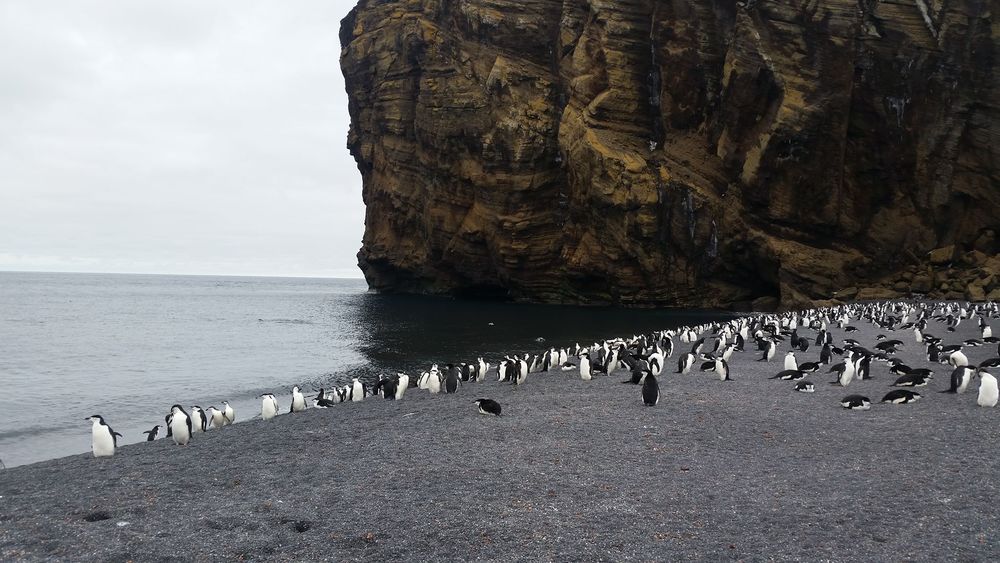 Bailey Head is home to about half a million penguins and is the biggest preserved wildlife sanctuary in the world.
