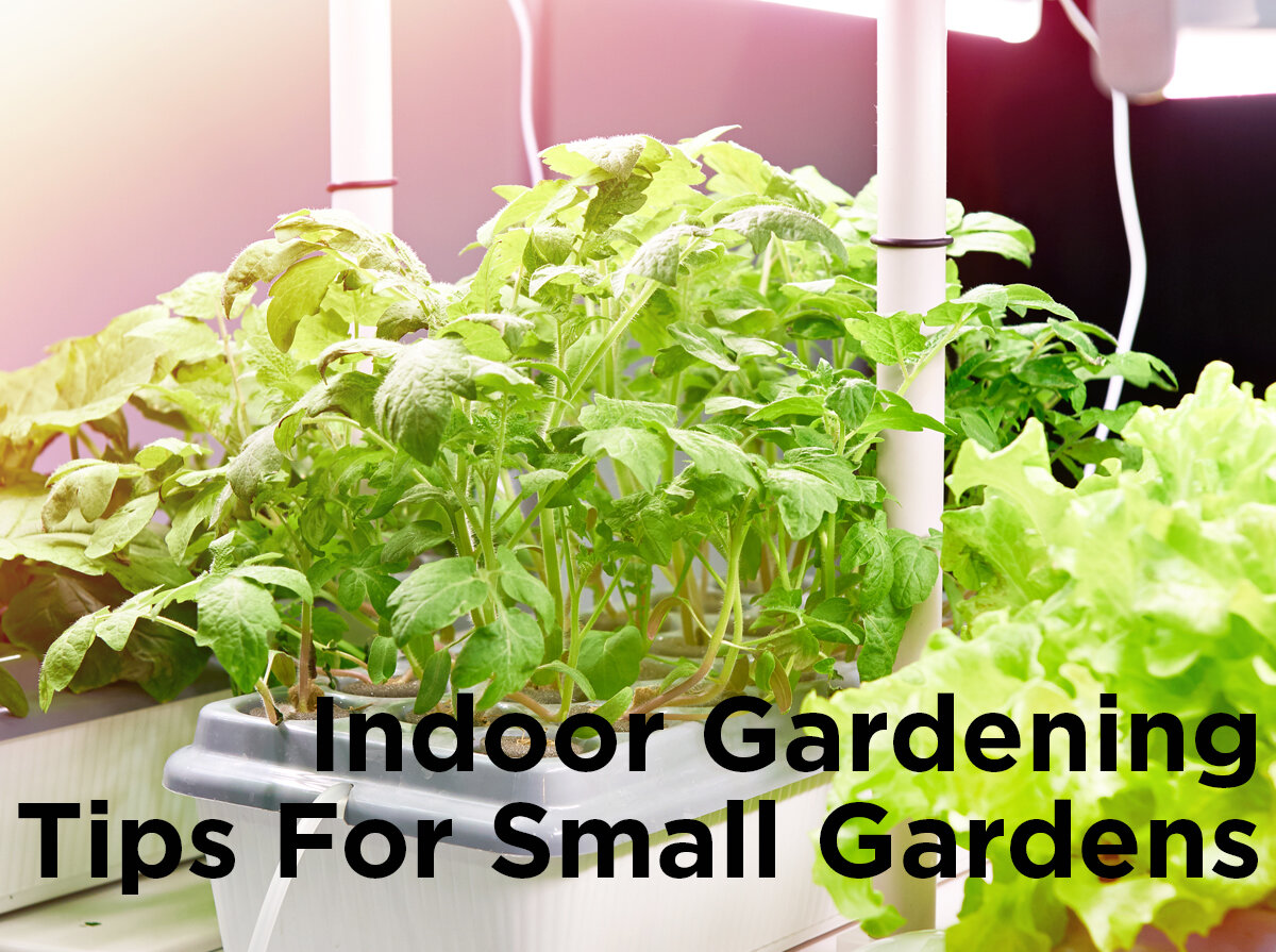Indoor Gardening Tips For Small Gardens 1000bulbs Com Blog