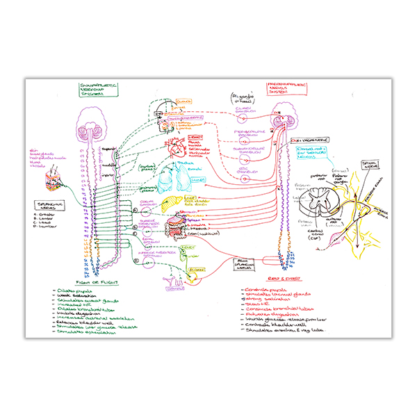The Nervous System Overview — Sarah Clifford Illustration