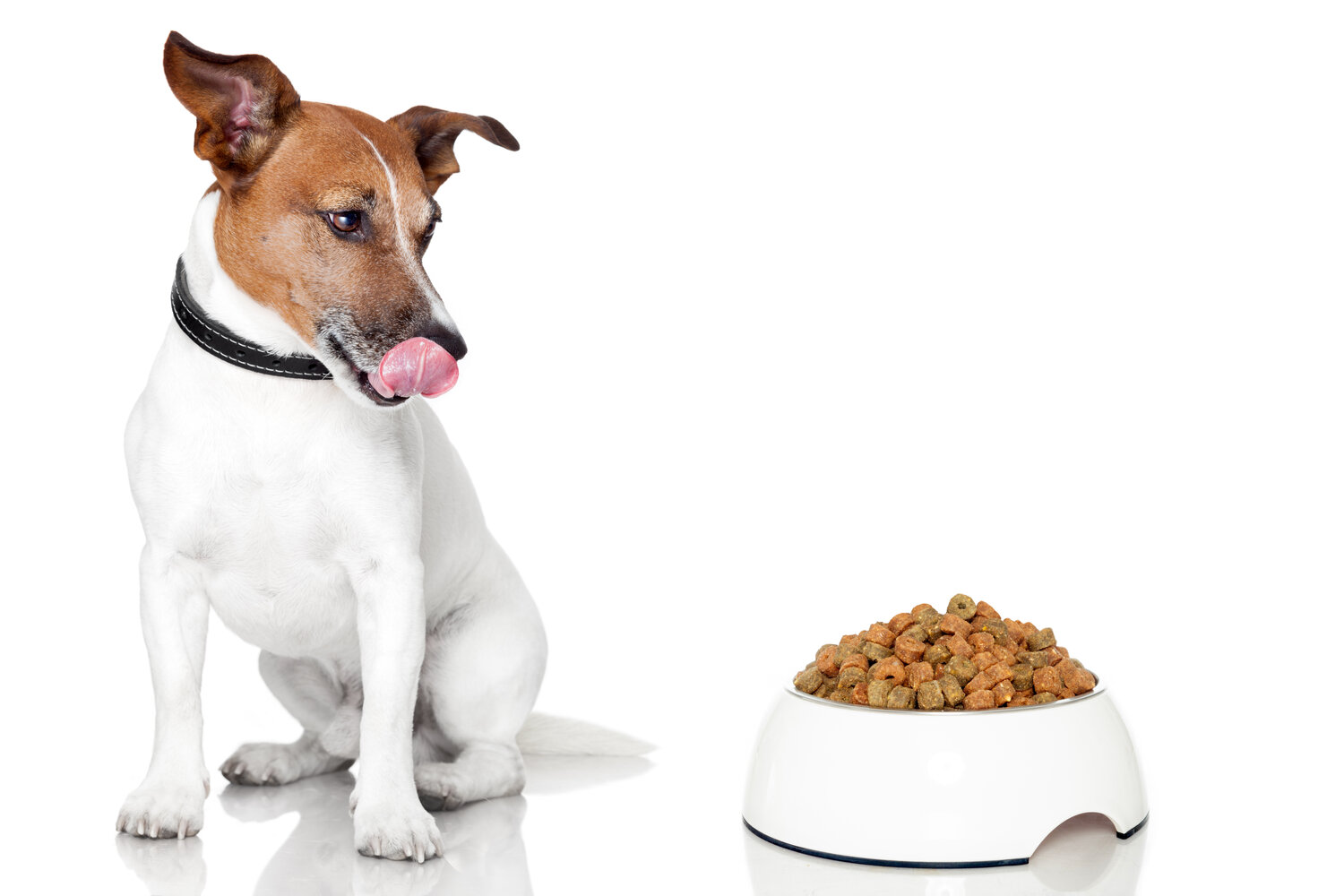 Principles Of Pet Food Palatability: Evaluation — Simmons Pet Food