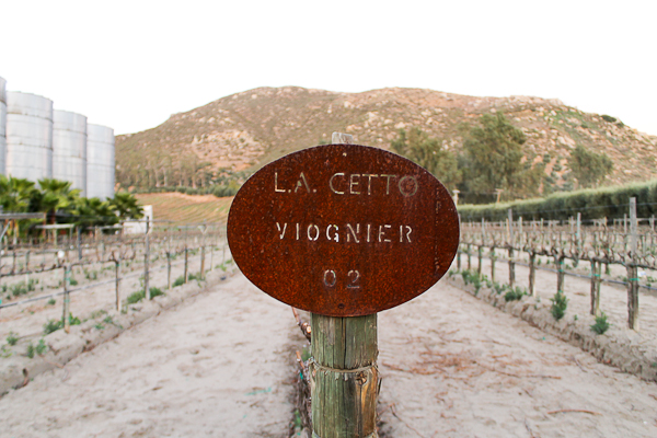 LA Cetto Vineyards in Valle de Guadalupe
