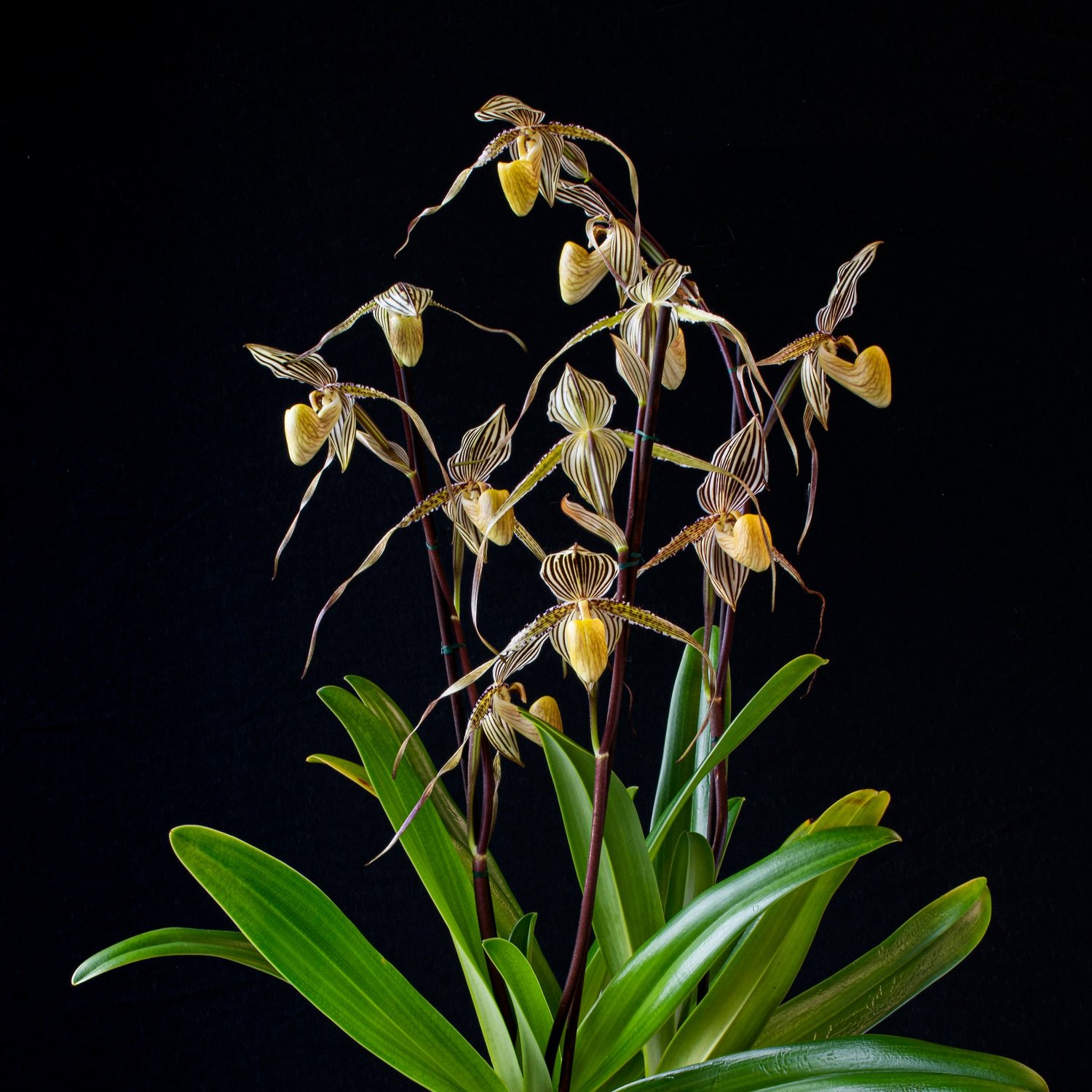 Episode 240: slipper orchids and societies — Perrone Jane orchid