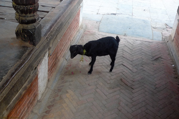 A goat inside of a temple