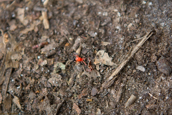 small red spider