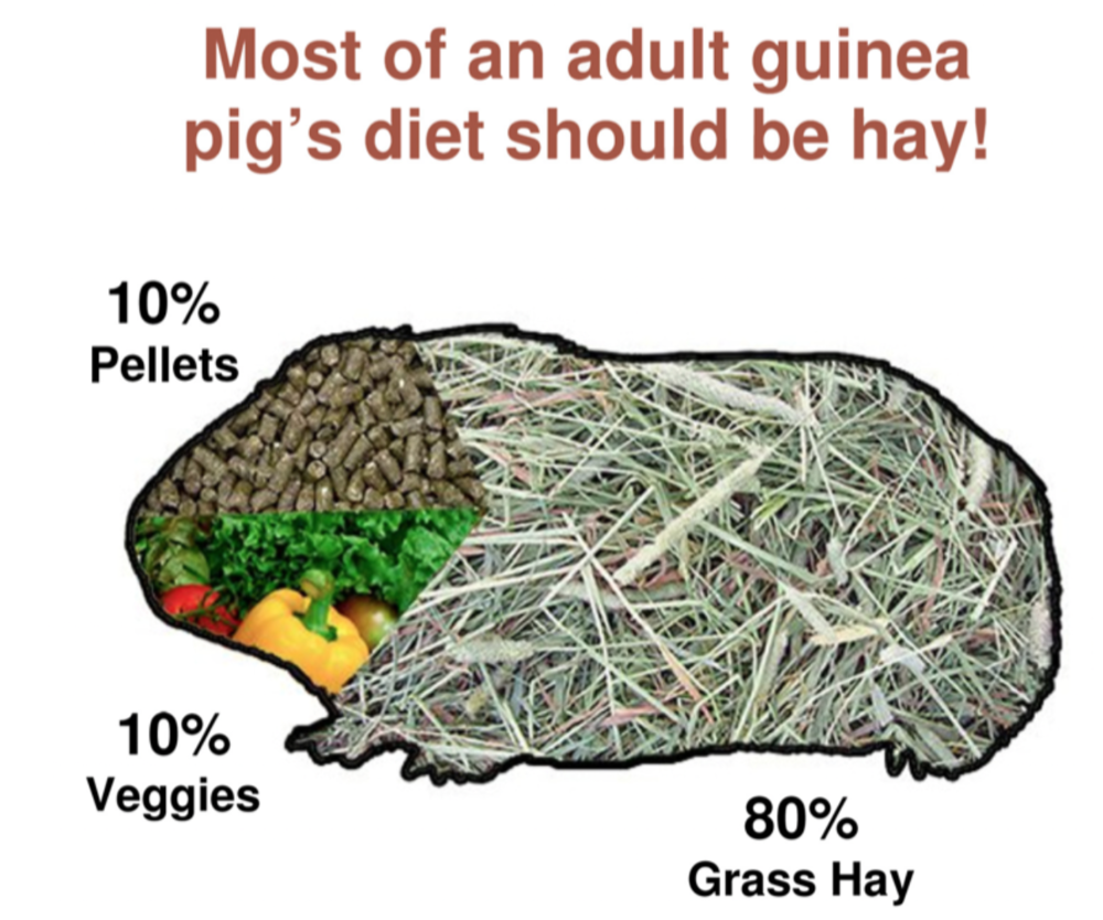 what do you need to get a guinea pig