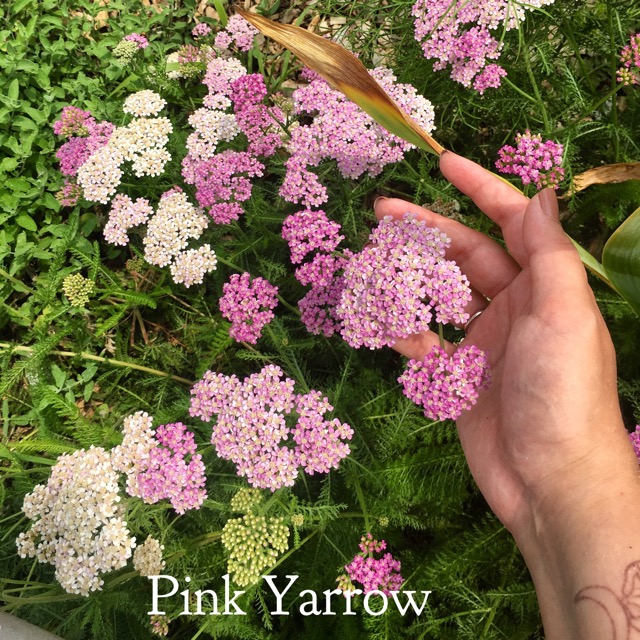 Pink Yarrow flower essence — Deer Heart Apothecary