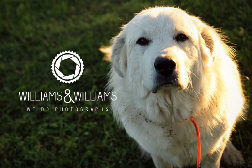 Williams & Williams Photography | We Do Photographs