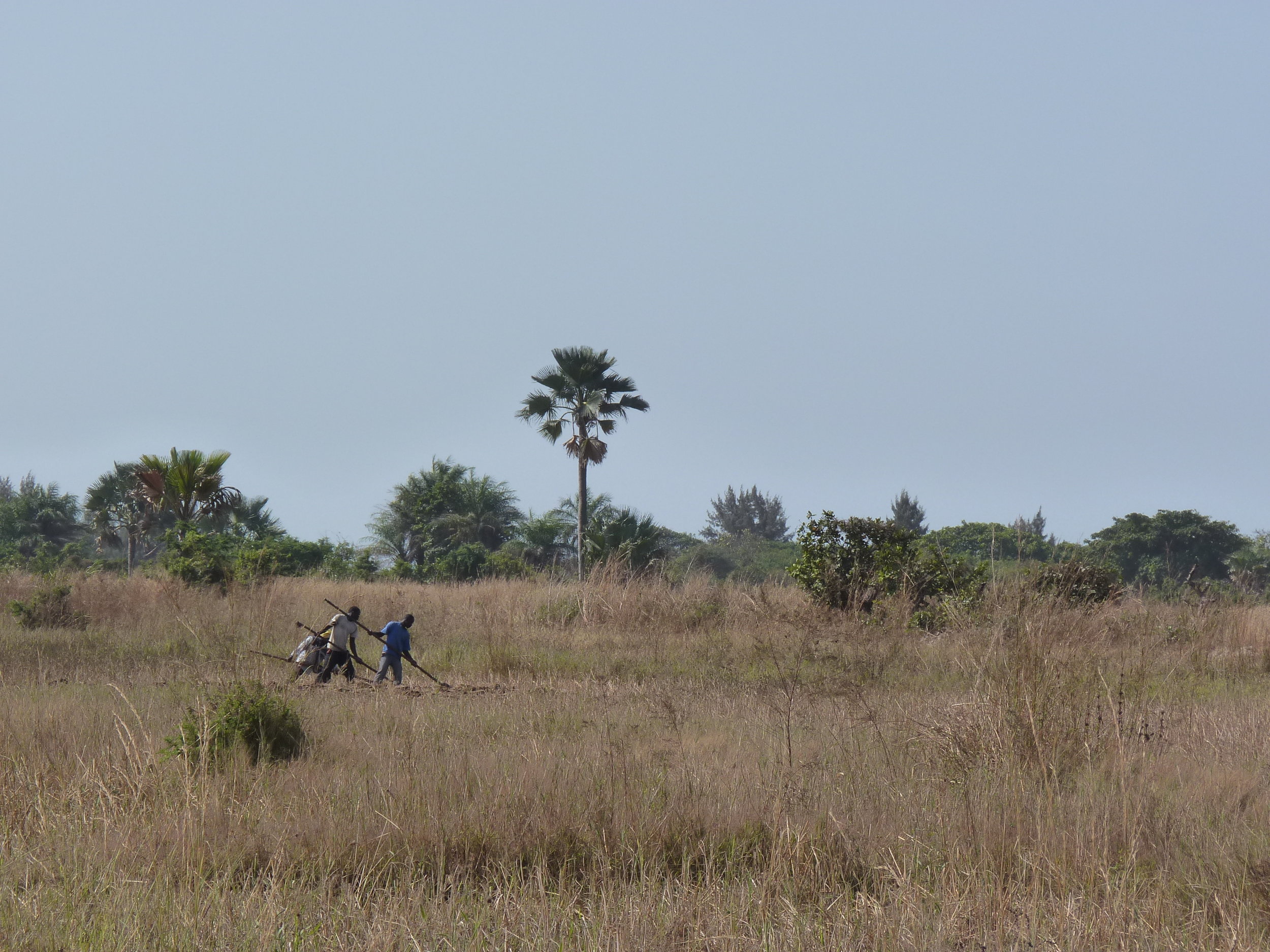 Farmers working the fields in the Casamance