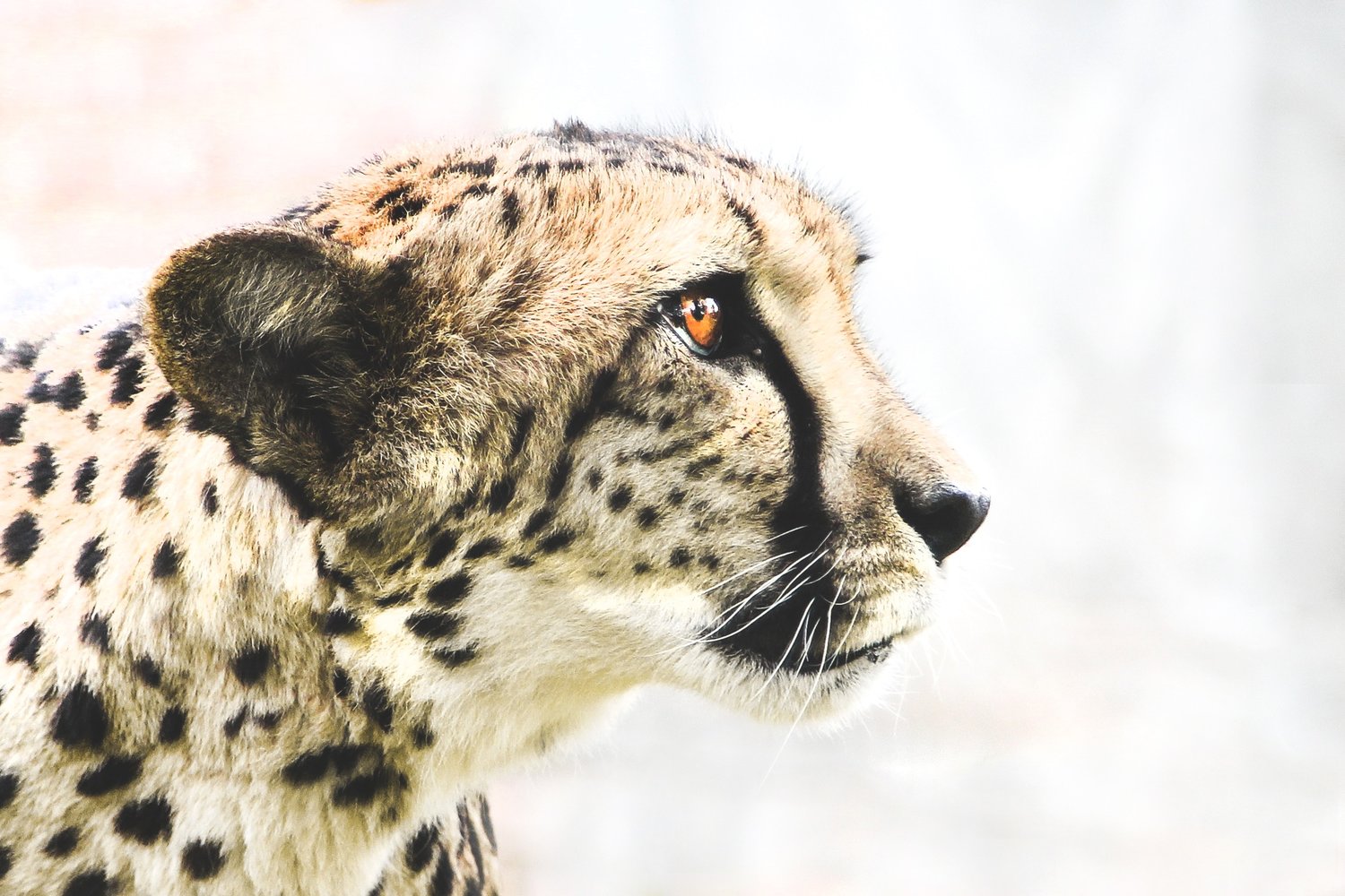 Cheetah Outreach – How animal tourism can help save wildlife in South  Africa — Nicholas Daines