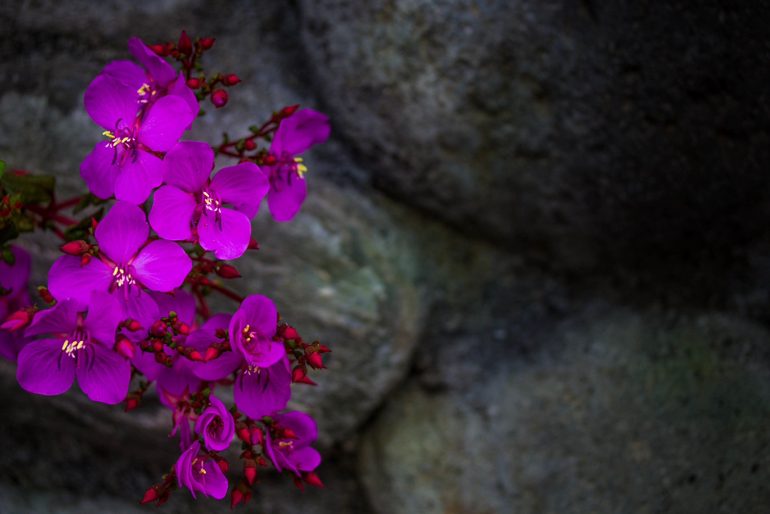 Flores sobre piedra — AlasdeOrquidea