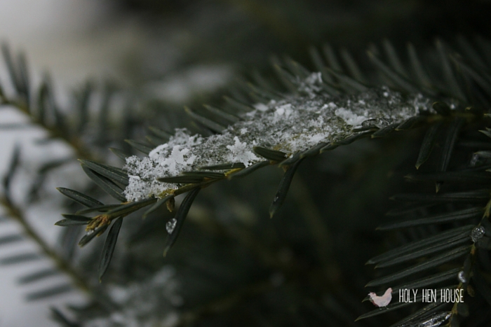Snowflakes_Branch