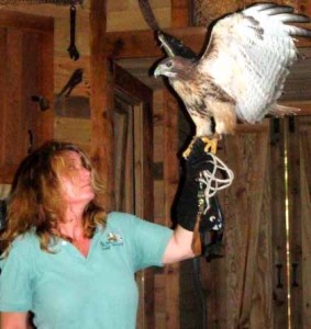 Brenda & Iffy the red tailed hawk
