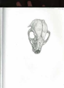 Kathy Crabbe, Skull, 2012, pencil on paper, 8.5 x 11”.