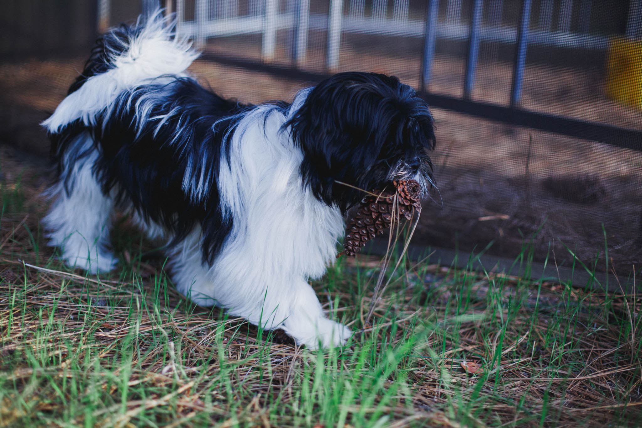 Lhasa Apso Puppy carrying a pine cone