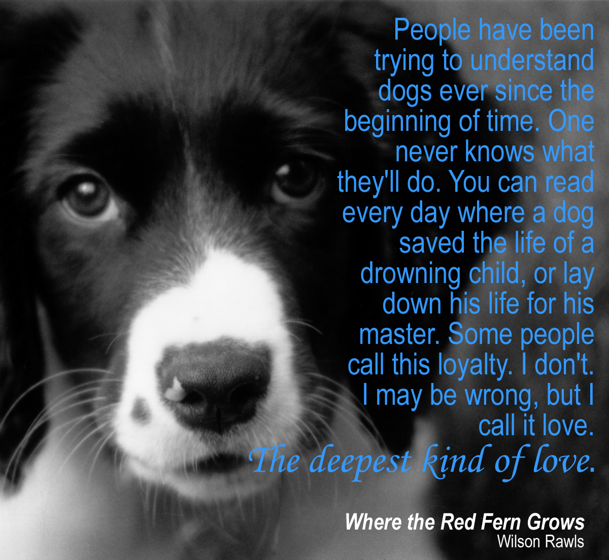 Where the Red Fern Grows Quote
