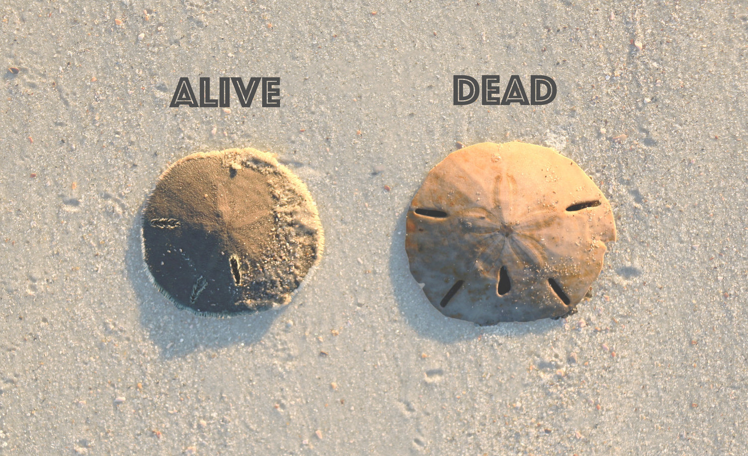 Mermaid coins or sea biscuits: Here's the scoop on sand dollars
