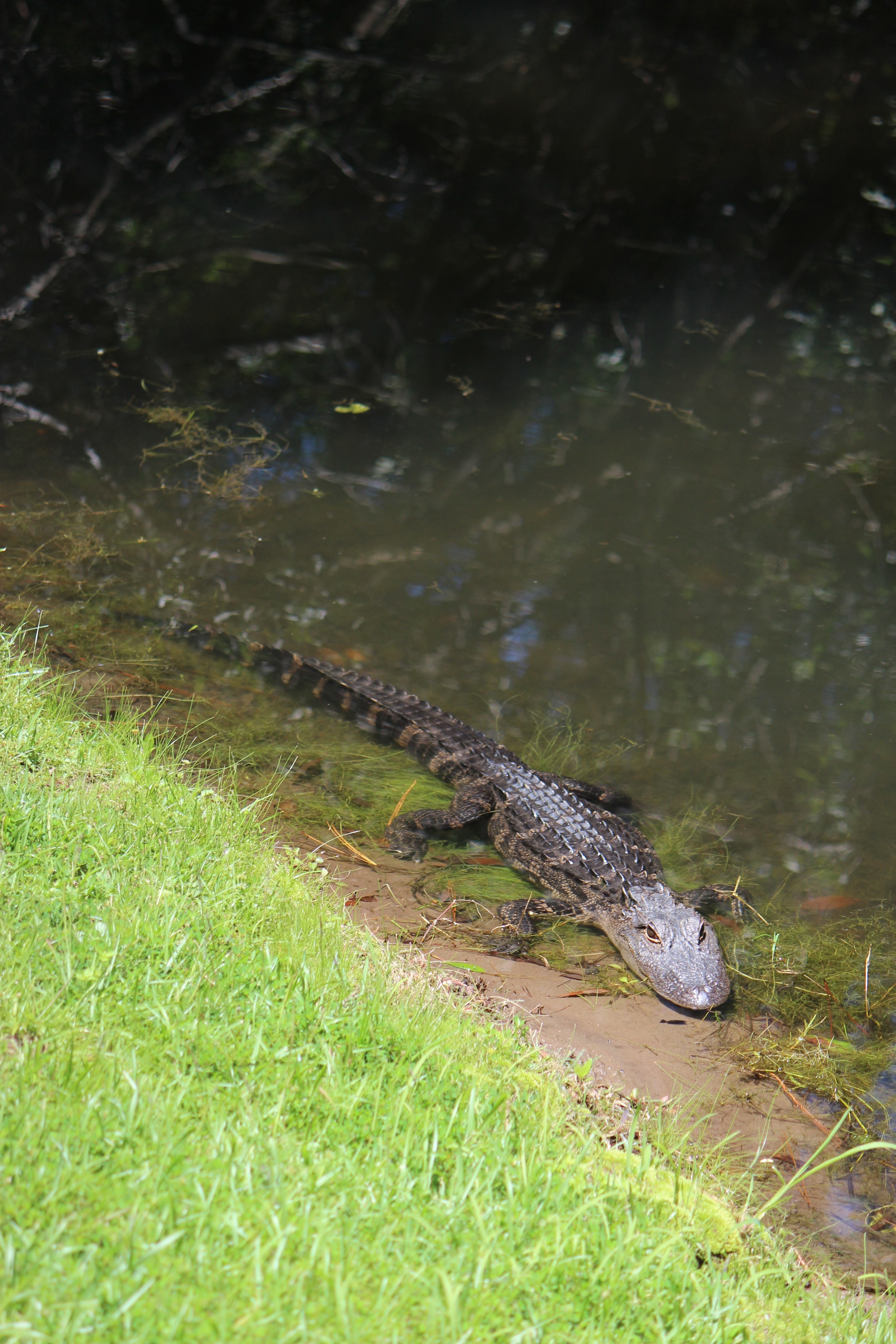 The alligator behind our condo.  There is a $10,000 fine for feeding them.