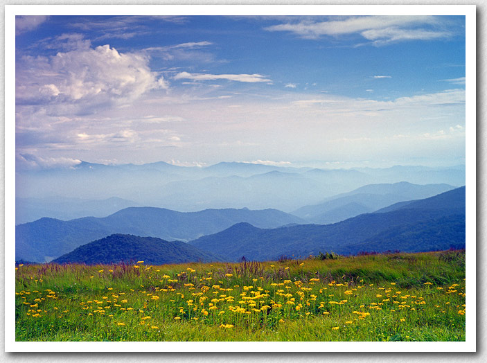 Come visit us this spring, and enjoy beautiful Roan Mountain, with alpine meadows in bloom. 