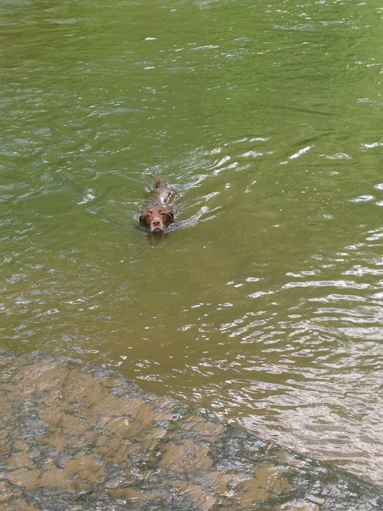 Tucker Swimming