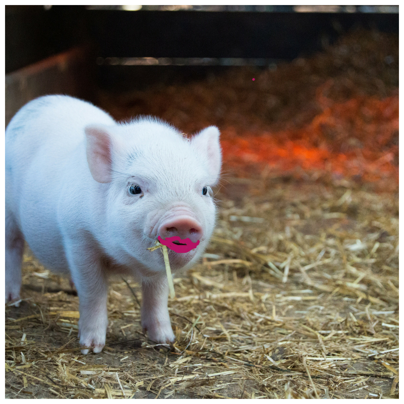 Putting Lipstick on a Pig