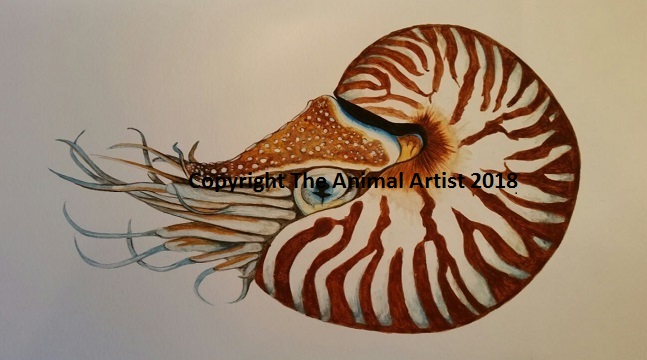 Original Watercolour Painting - Nautilus| Shop| The Animal Artist