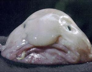 Like this guy, the blobfish.  Isn't he precious? (via nydailynews.com)
