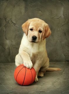 puppy and basketball