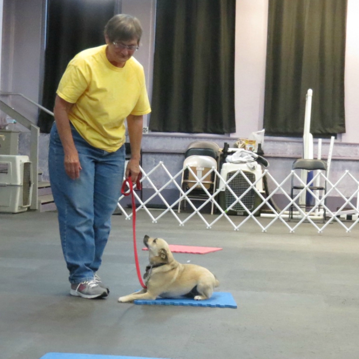 Dog_Training_Hamburg_New_York-