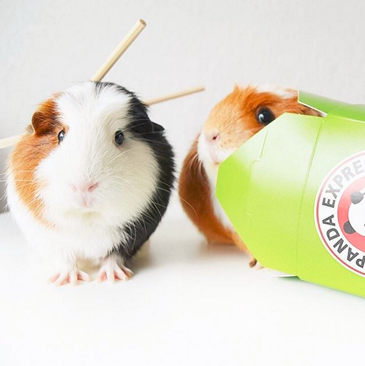  These are her darling guinea pigs on Halloween! Click the image to see more of Jenna's Instagram pics. 