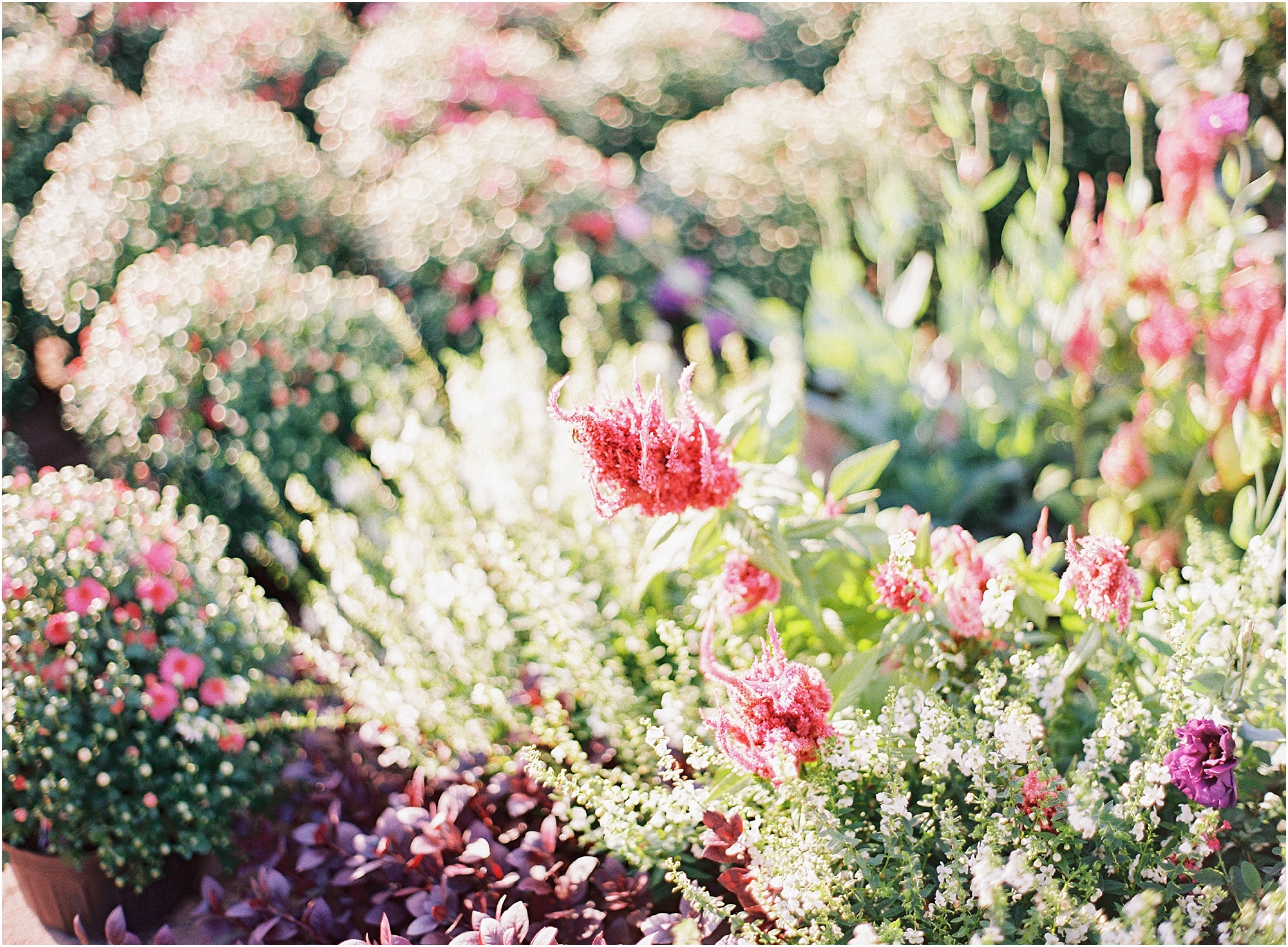 Kansas City Garden Engagement - Jordan Brittley Photography (www.jordanbrittley.com)