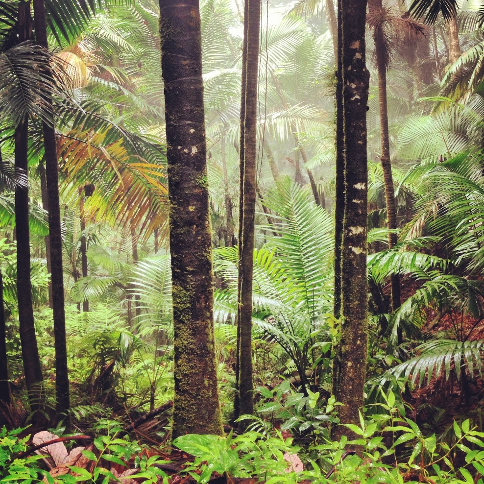 The day we spent in the El Yunque rainforest in Puerto Rico was our favorite experience on the island.