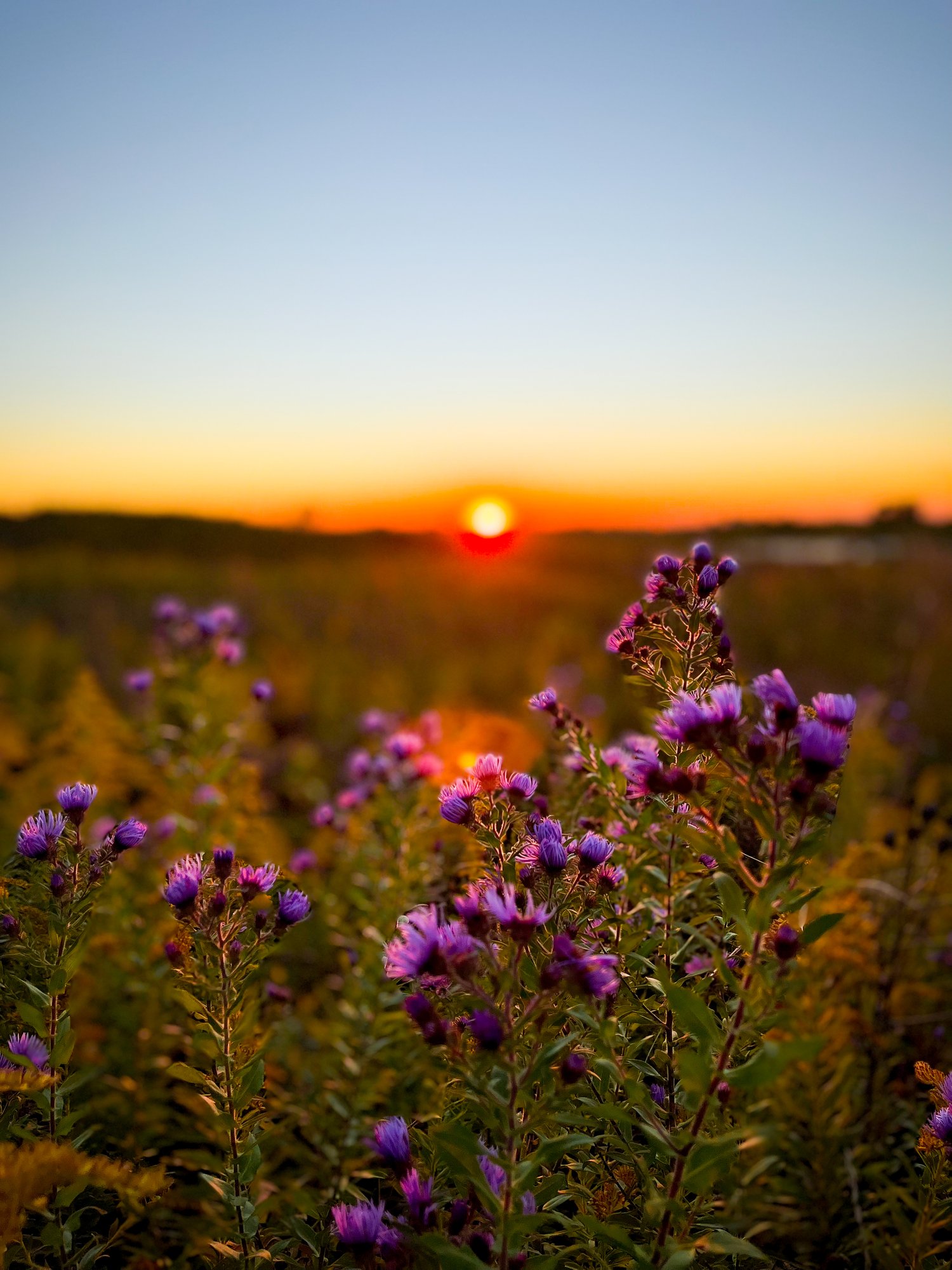 Wildflower Photo, Sunset Photo, Illinois Prairie, Sunset Photography, Flower Photography, Flower Photograph, Sunset Photograph, Digital  Download, Printable Art