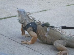 iguana on a leash