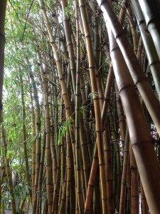 The lesson the bamboo is inspirational to all of us in our relationships.