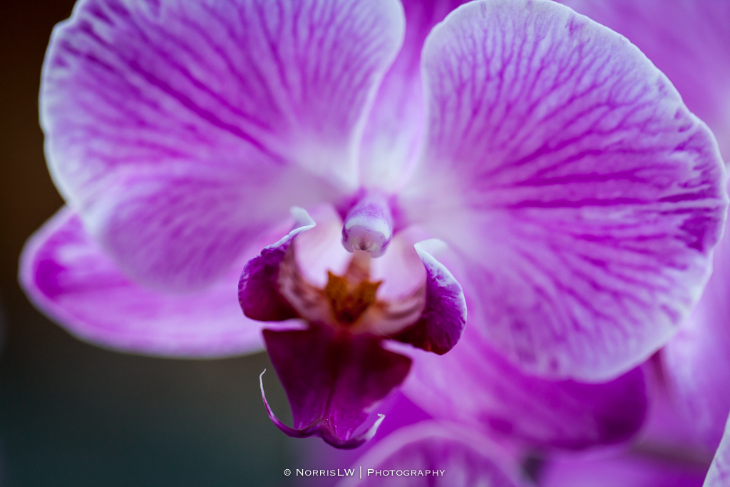 orchids-20140726-001